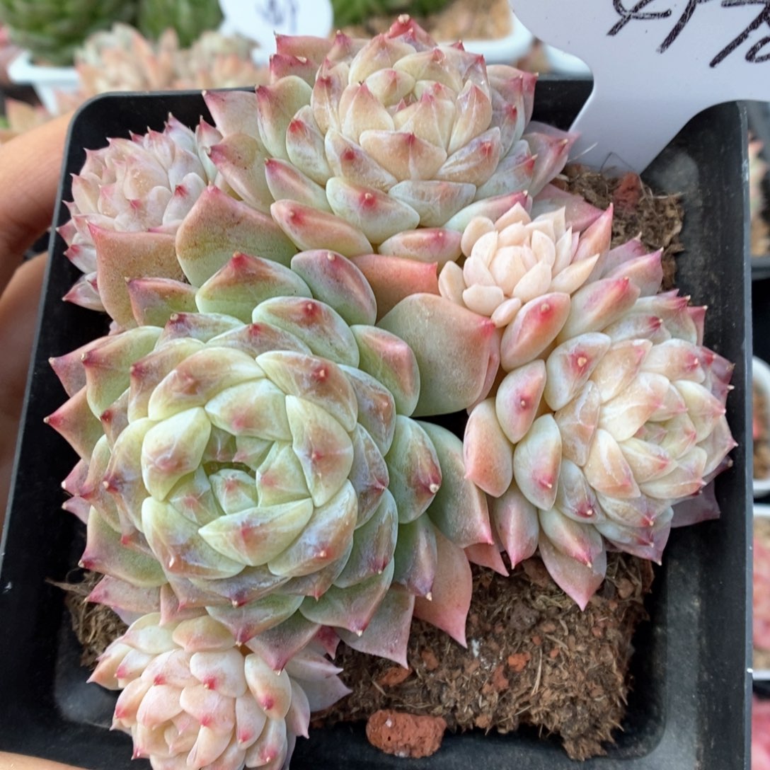 糖心冰魄群生可拍4978号。 