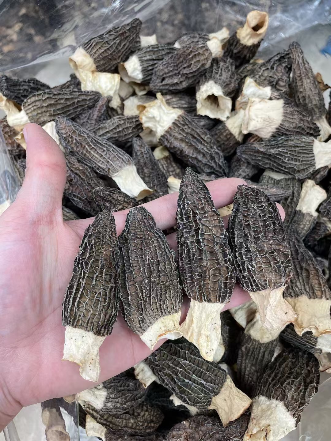【鑫賸滋补】精品头茬高山头茬羊肚菌干货 肉质肥厚 煲汤佳品鱼胶
