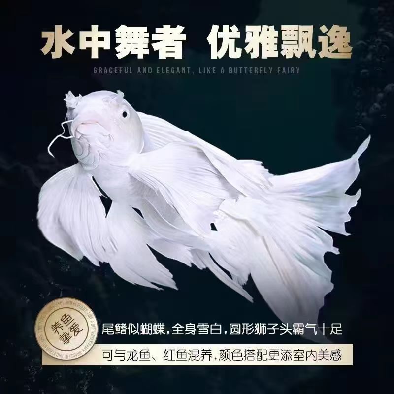 10-20公分白普身高端精品台系蝴蝶鲤观赏鱼【实物已直播间为准】