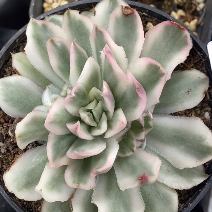 507紫蝴蝶锦无砍自然手捧