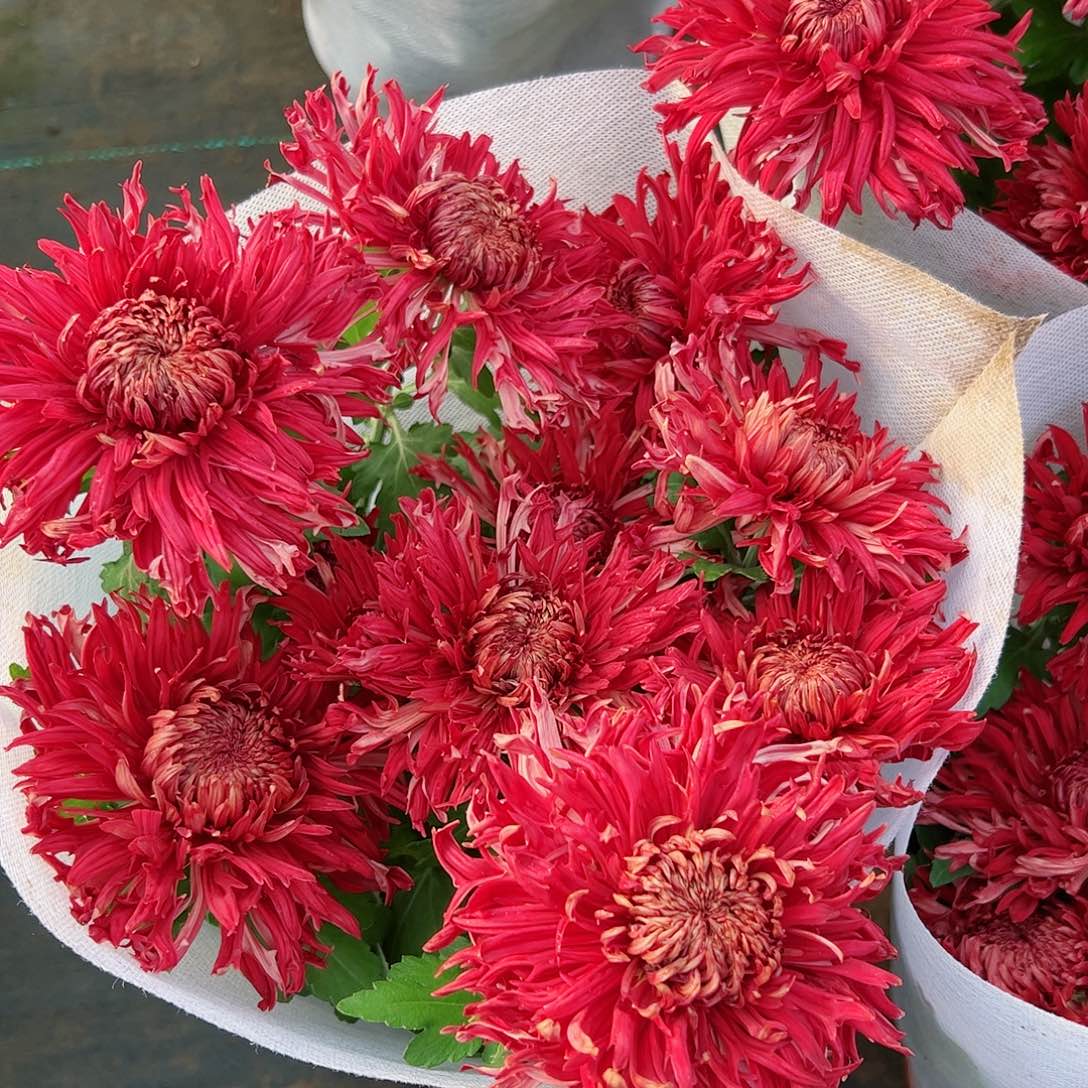 完全开放朱子蛟龙