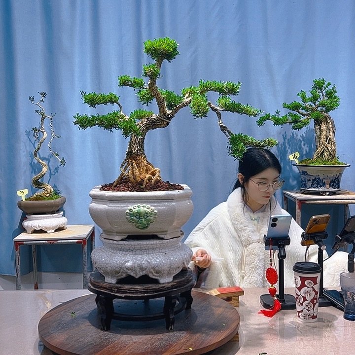 无花朵广东皱皮雀舌黄杨
