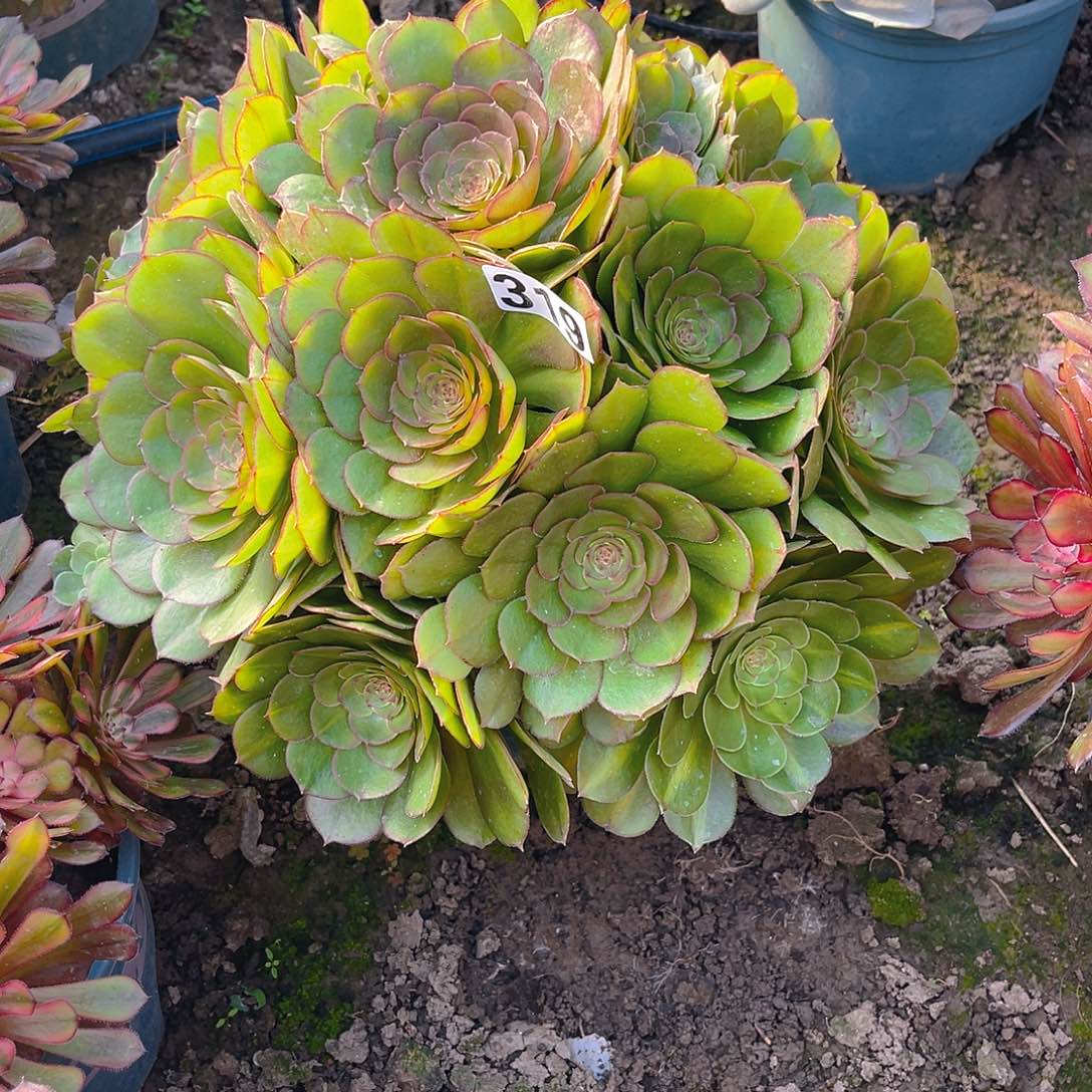 法师法师15-18包邮法师