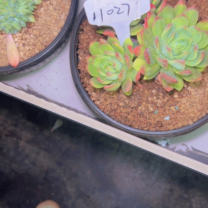 ~***~1027//////////===//==