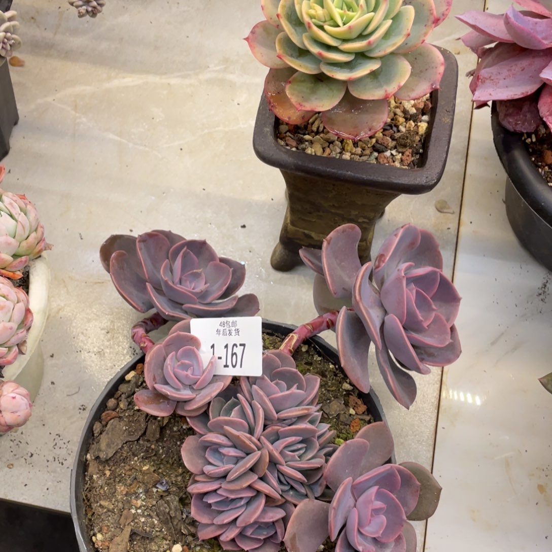 黑大帅多肉1.167尘埃玫瑰