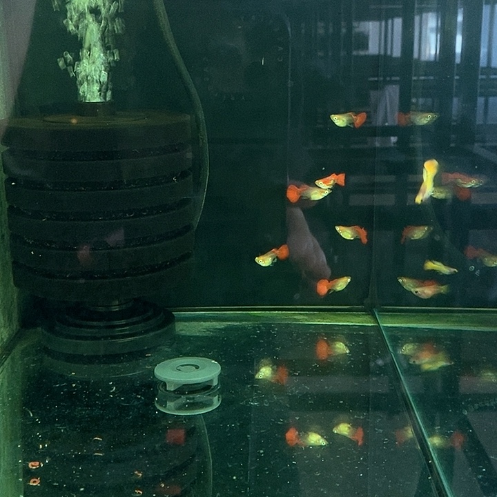 海水黄爆球俩母挑