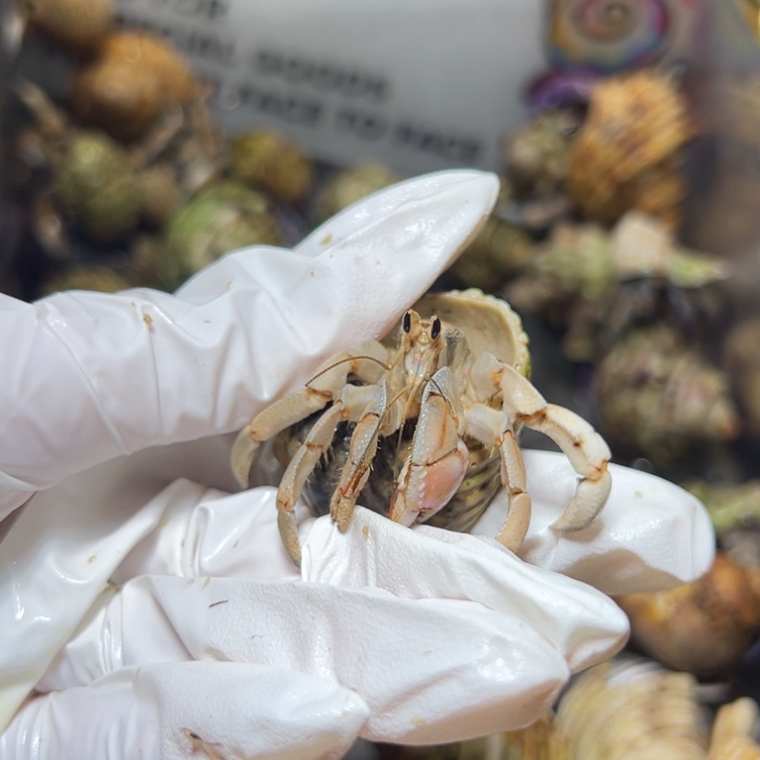 小***X专拍，奶橘紫陆1.7