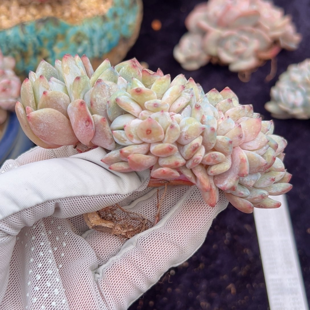 新年快乐 新年快乐