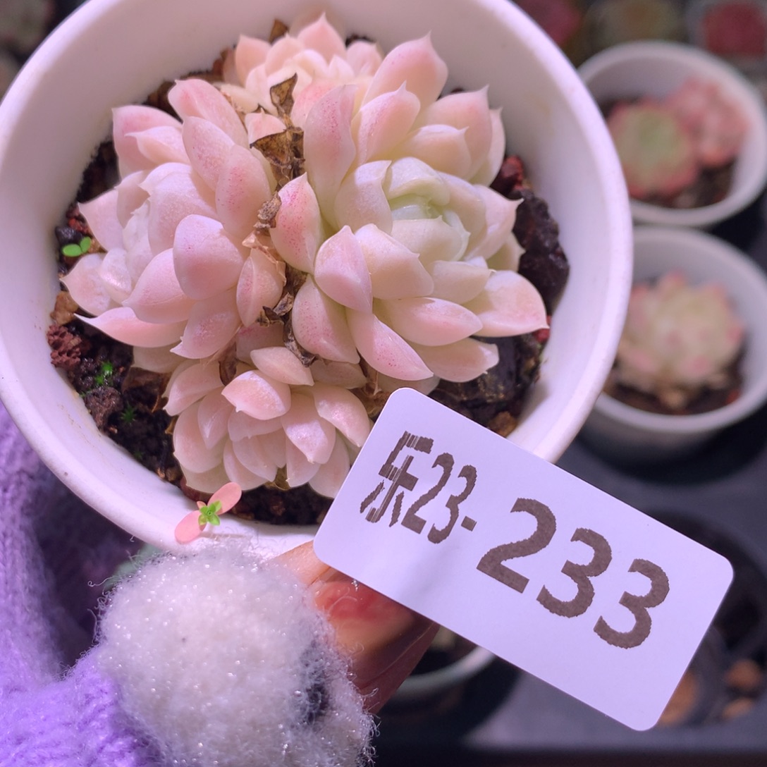 乐然23-233 白月影群 