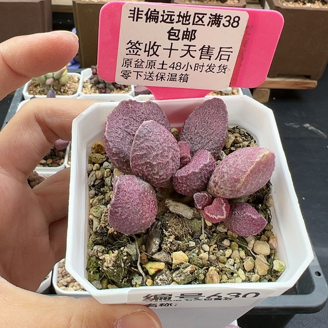 630哈默猪肝多肉
