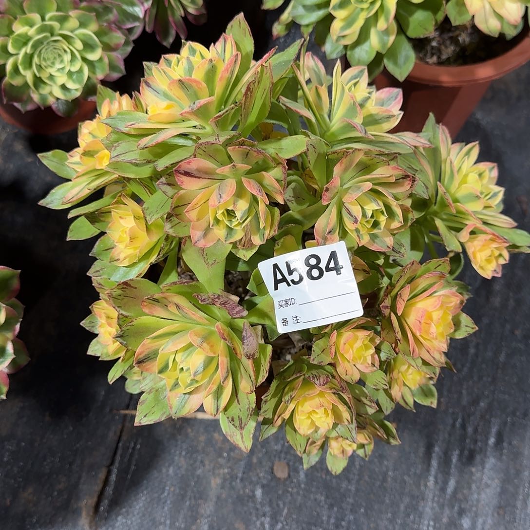 荷花多肉法师a584