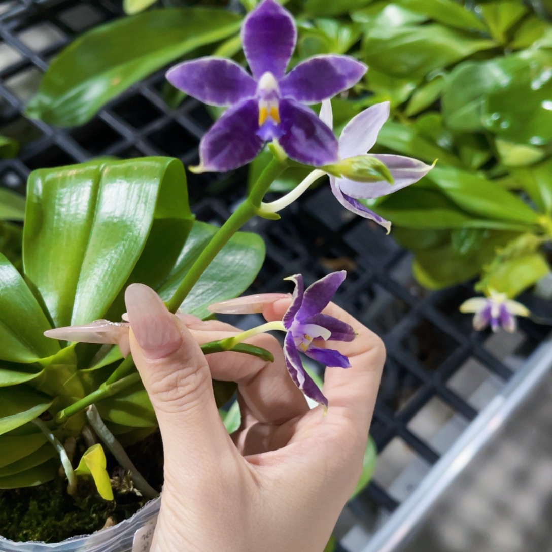 完全开放柳林3614