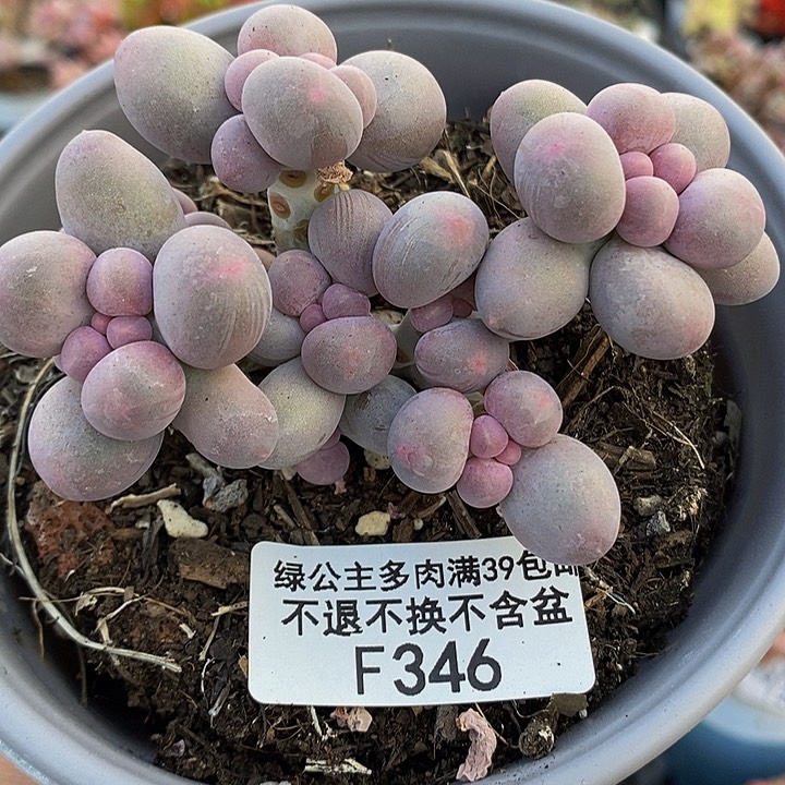 香水手指奶7cm346多肉植物