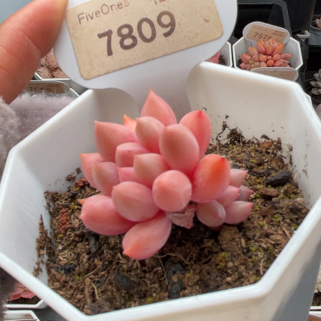 红蜻蜓7809-4.0厘米