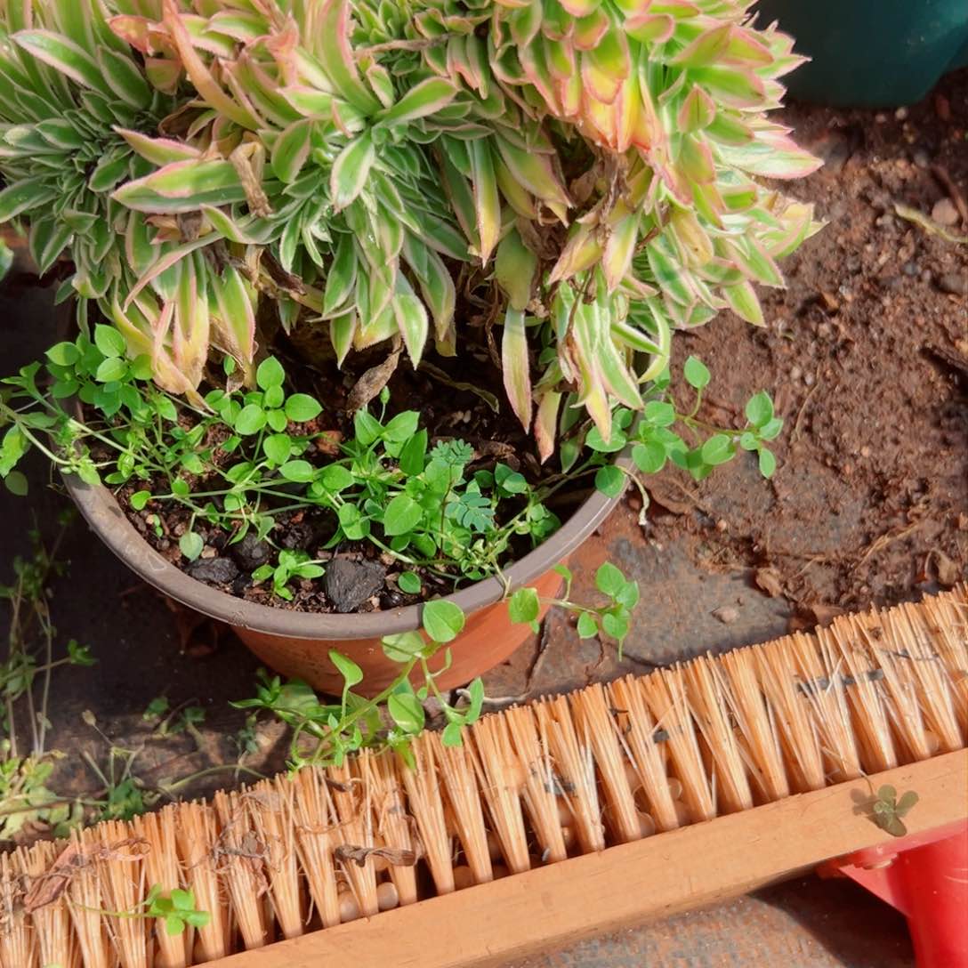 我1335 号多肉法师新年特价