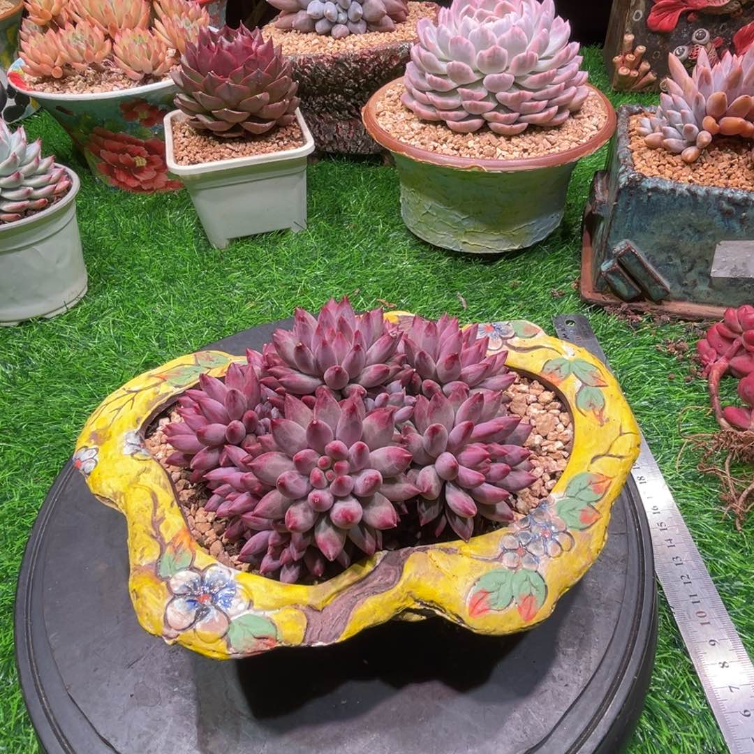 虞美人，一物一拍。不含盆 