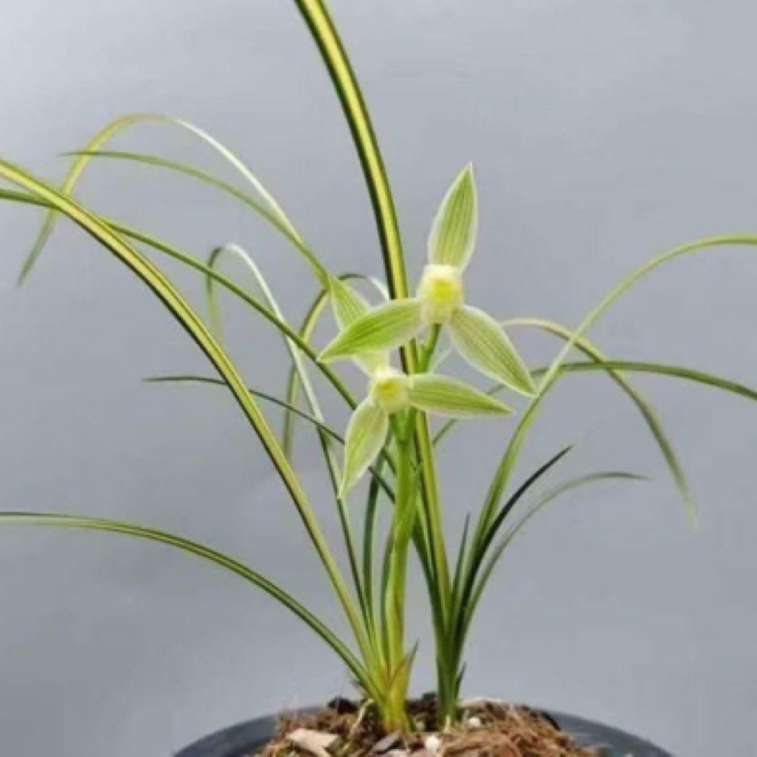 【梦之兰】艺草 莲瓣兰名品国兰2苗好养易活 对版人工种植