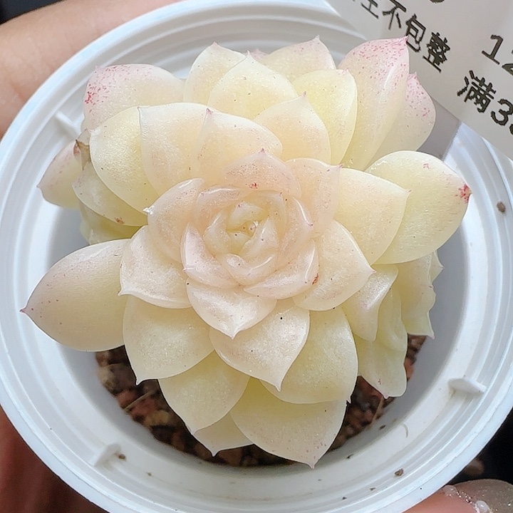 1224-139xpp-265优选