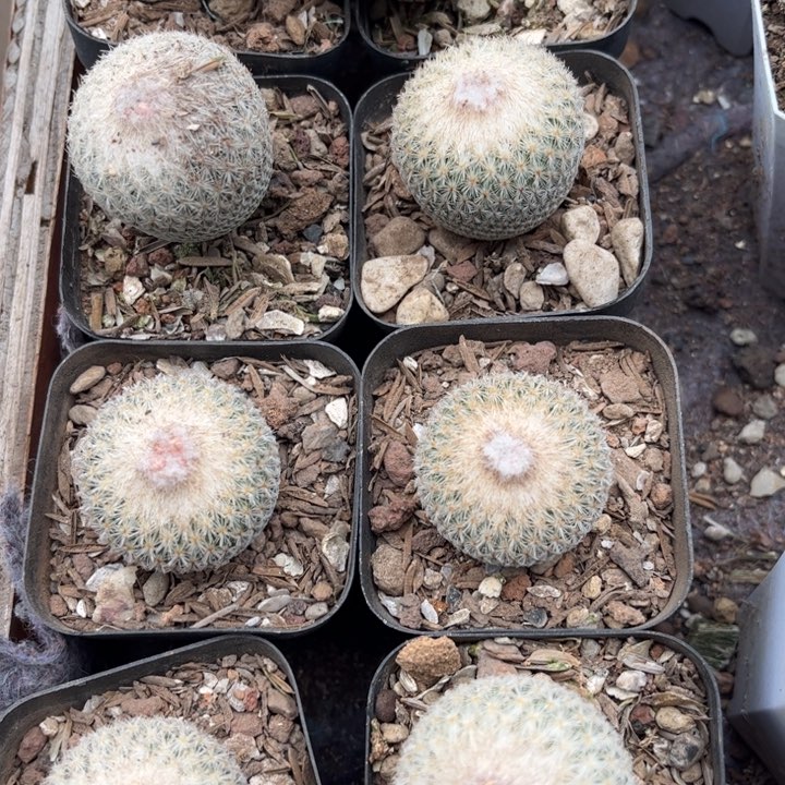 实生月世界好养皮实好活