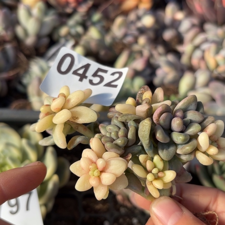 锦多肉植物满18包邮当场凑单