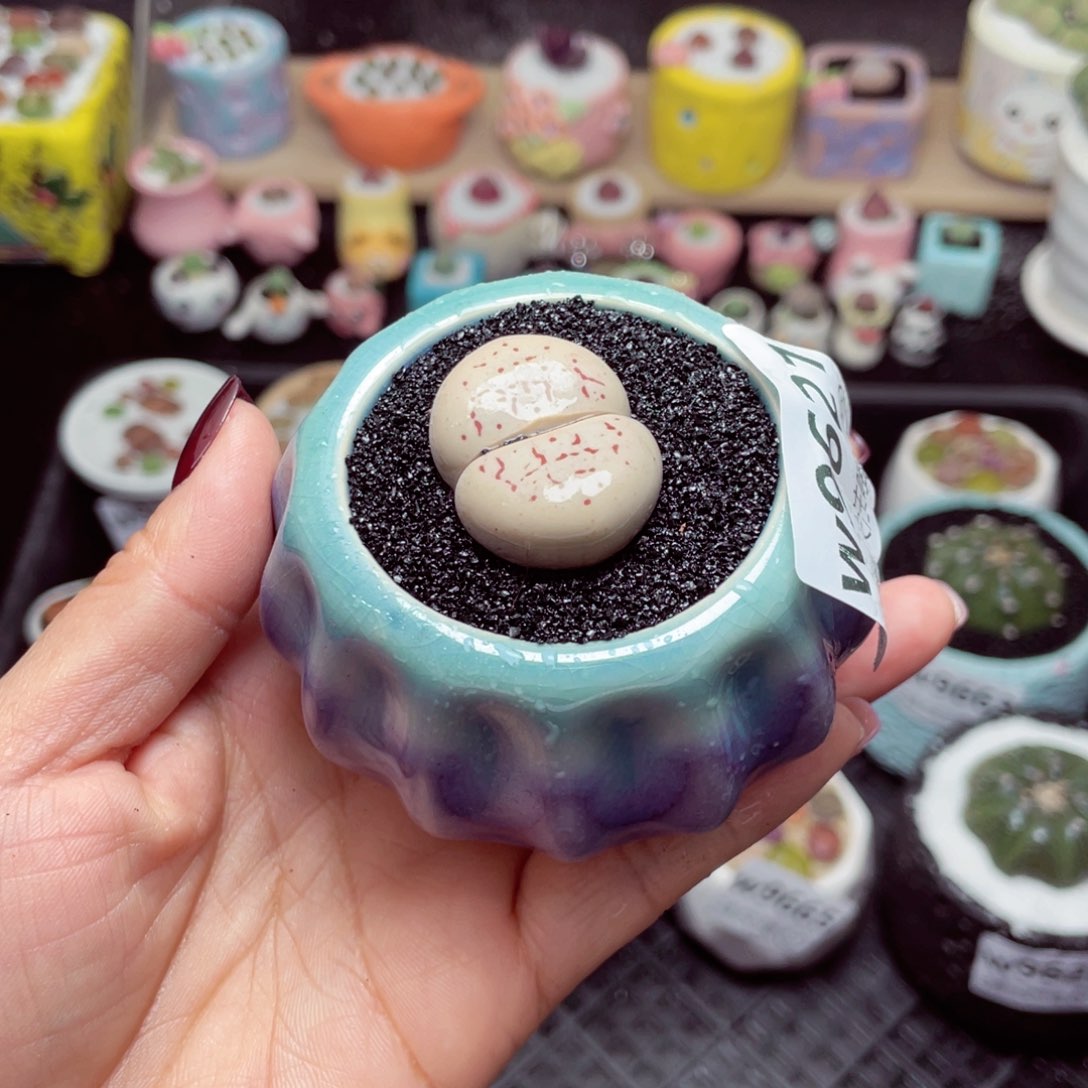 w9621 带盆土发货-零下地区拍保温箱