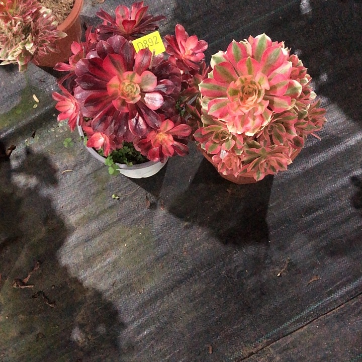 萌****俩颗多肉8920000000000