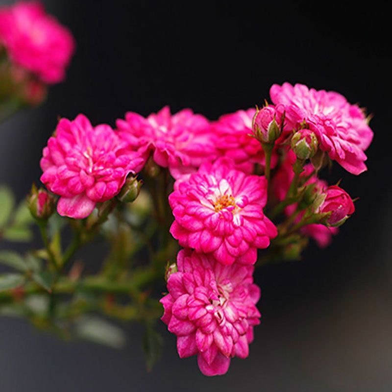 紫红微月 月季微型阳台月季 月季花苗盆栽丰花多头阳台微型月季