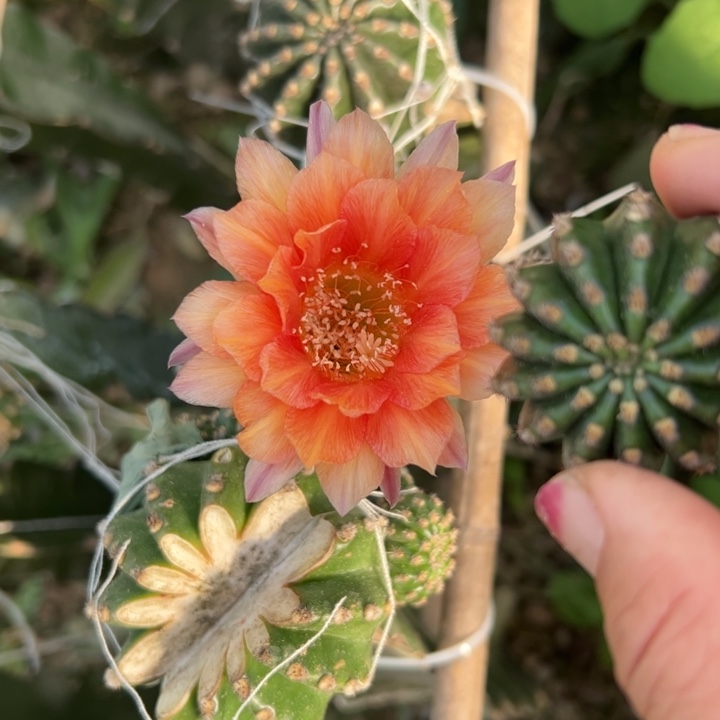 2金刚j2歪无根侧芽4公分左右20包邮