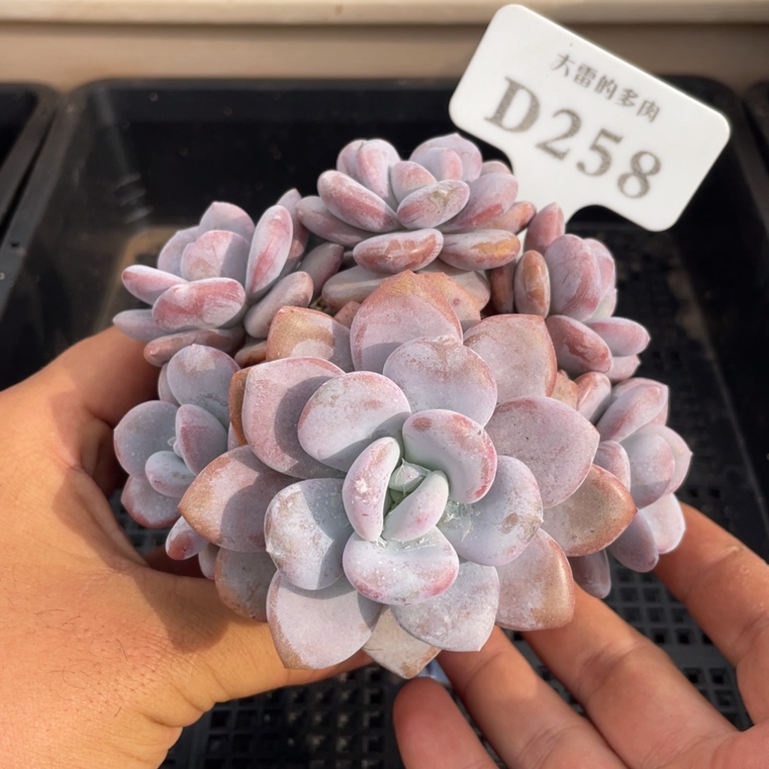 258粉兔不带盆13厘米
