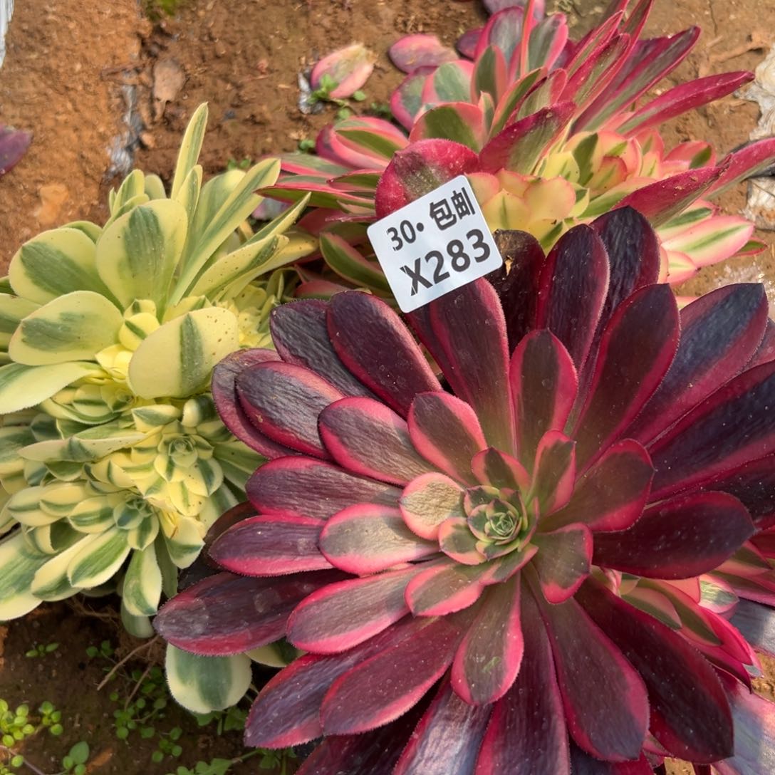 283组合 多肉法师