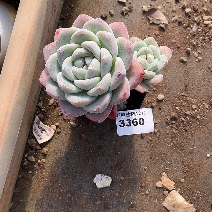 阿雅园艺。     3360