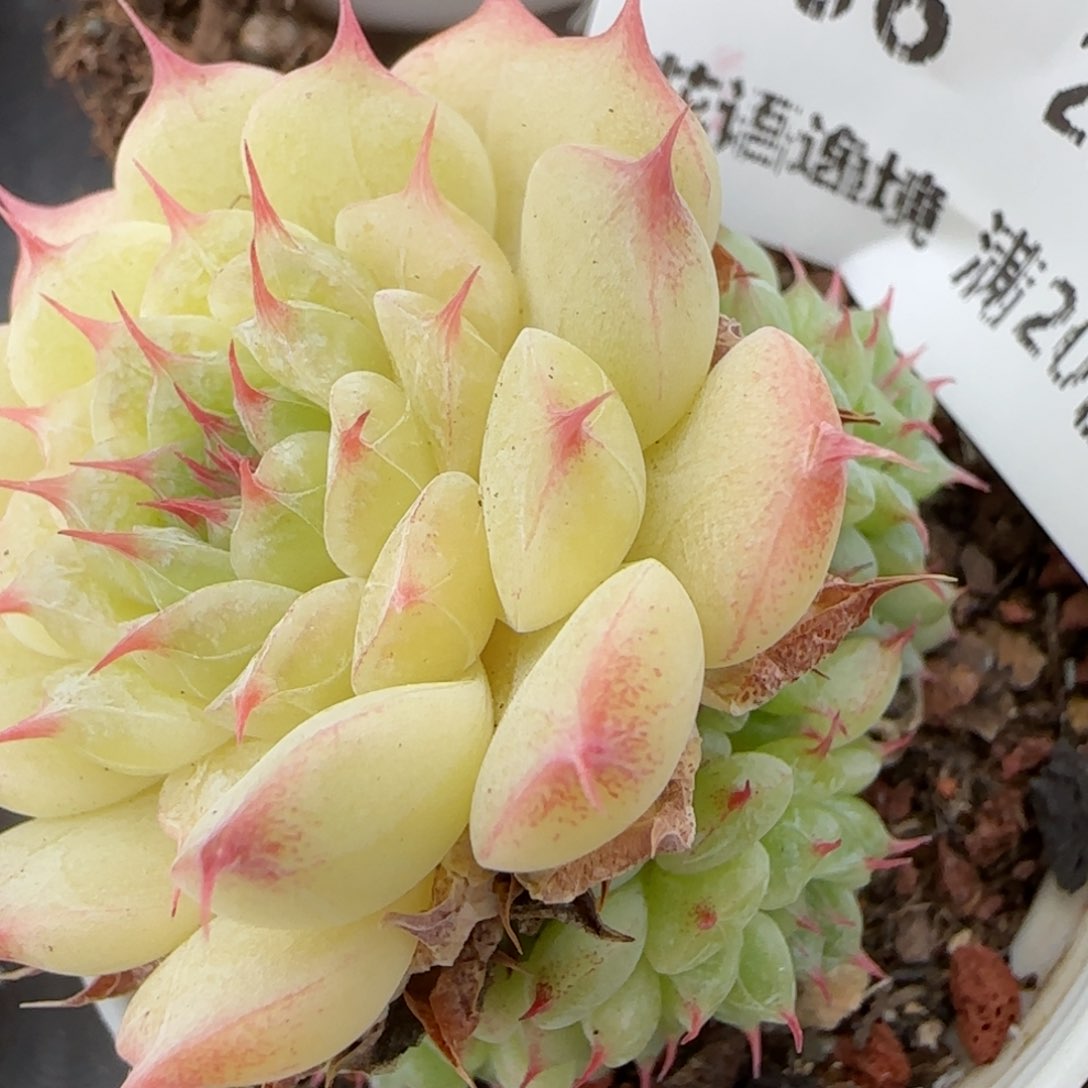 花语逸镜0207-206散