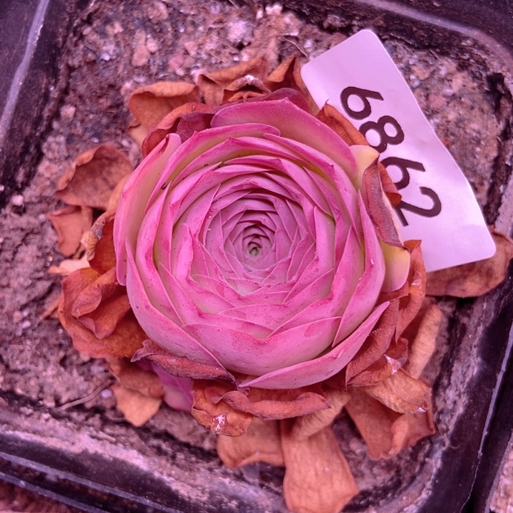 6862山地玫瑰花群