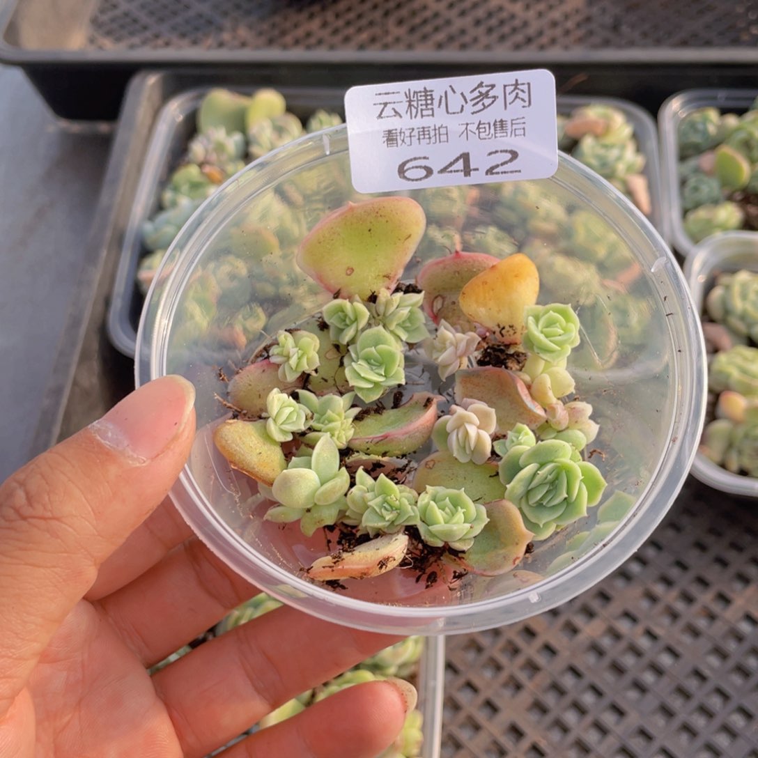 云糖心多肉植物642