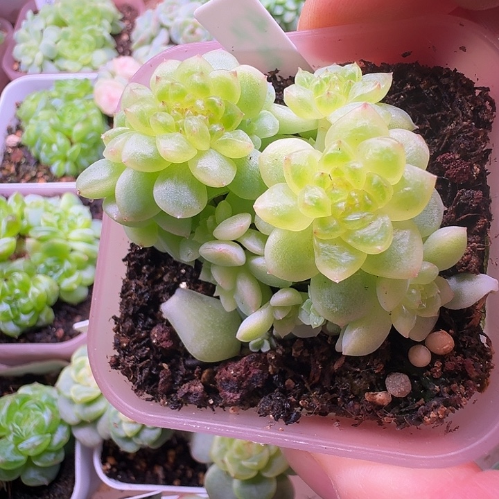 Zy 纸鸢甜心朵朵加缀福利