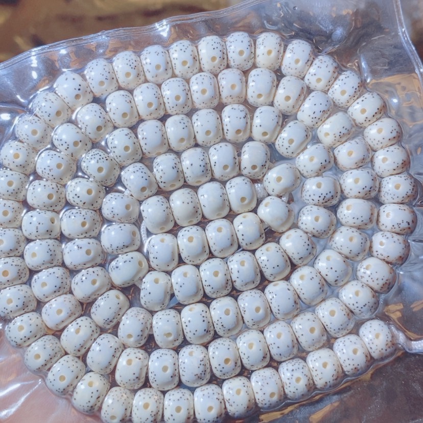 【闪购商品】星月菩提吊坠草**空Dfffggggghhhh