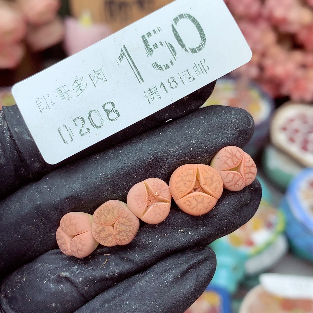 生石花满18包邮8-150