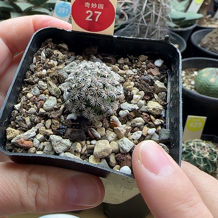 实生红花克氏丸一颗35888