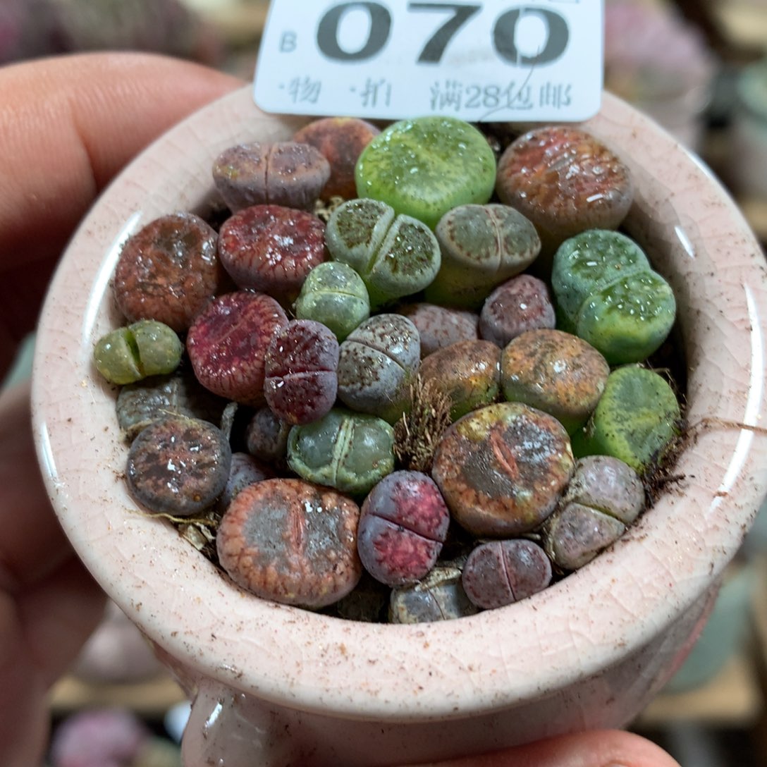 小尾巴多肉园艺5CM迷你拇指盆栽B070