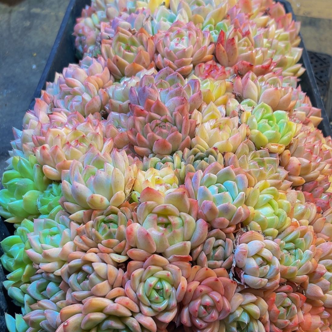 015多肉葡萄领导人物库资料