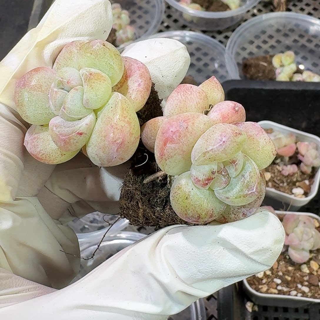 37 号到手1框～一物一拍