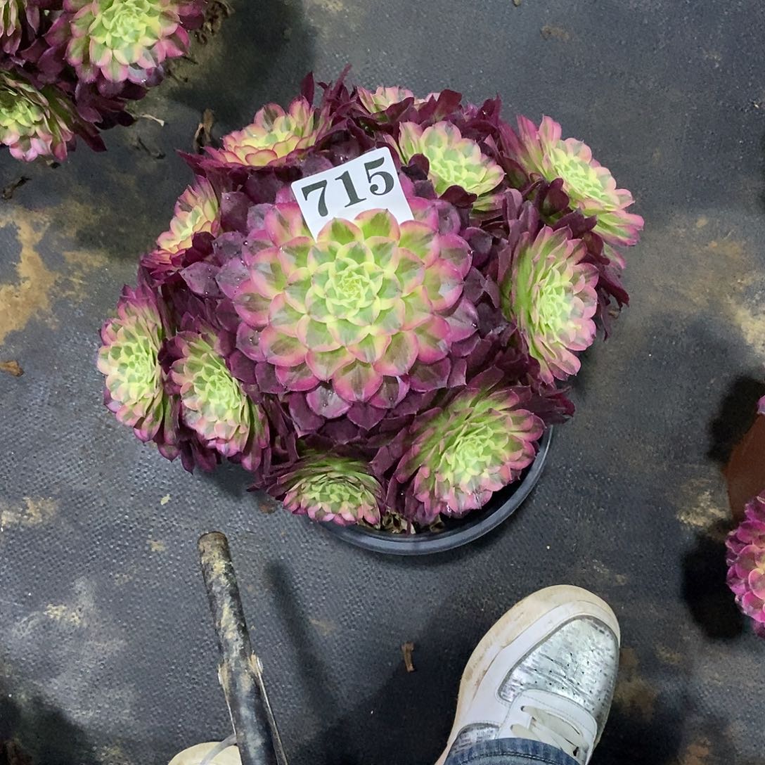 @*天合715多肉法师植物