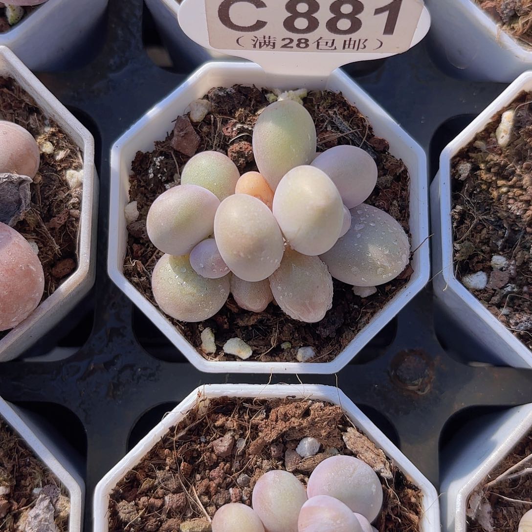 C881奶酪yiwuyupaiw