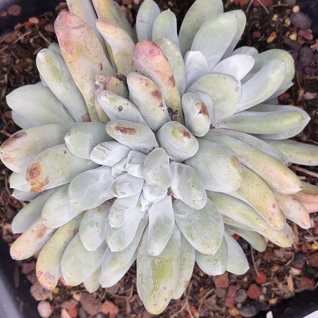 拇指群生老桩2328