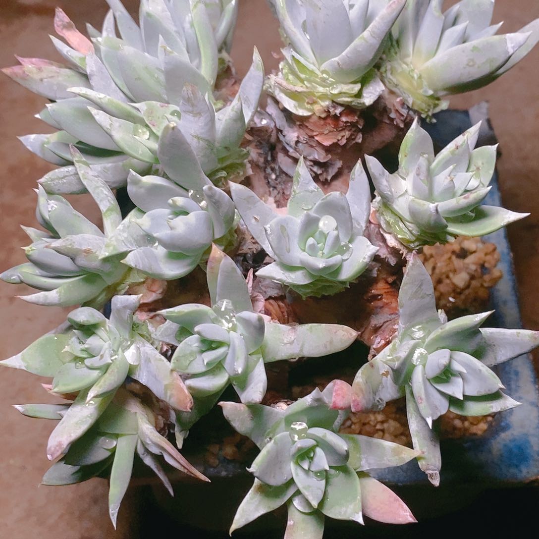 【闪购商品】诺玛雪山多肉2324