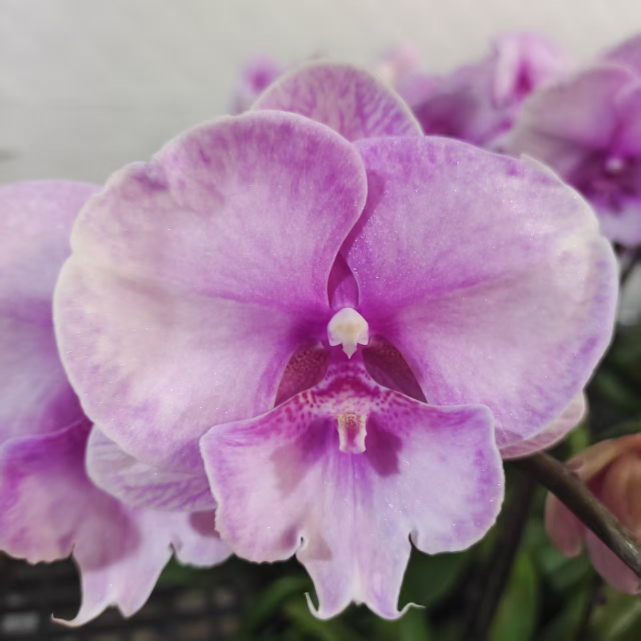 蝴蝶兰【迷雾】大花型 粉色浪漫 带花发货 室内高端花卉 