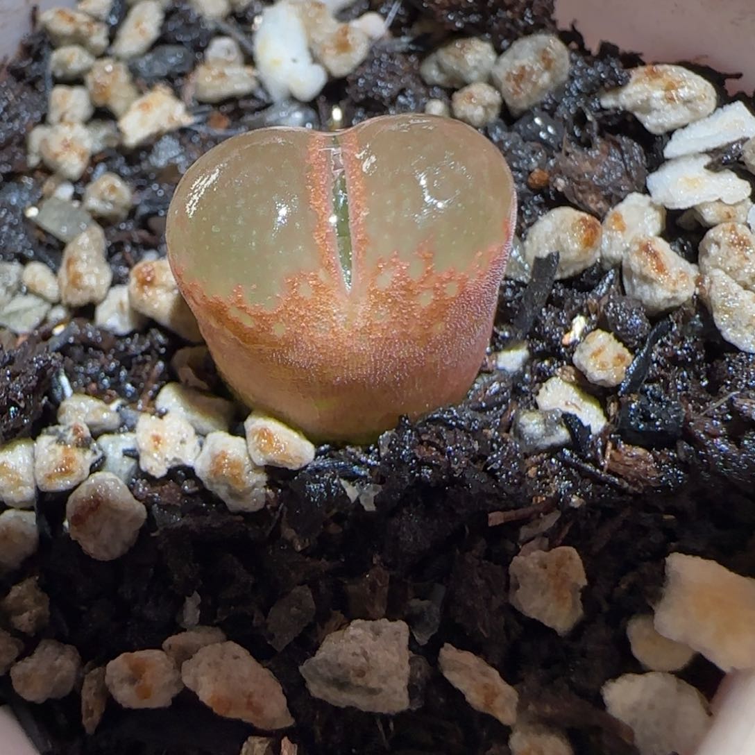 肉锥多肉植物百科-肯哈德1717