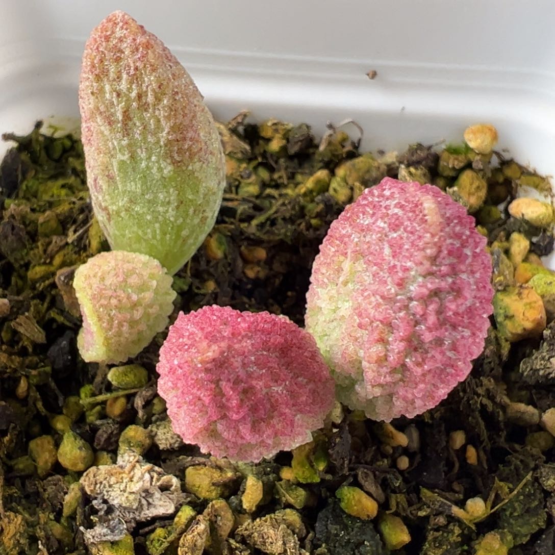 实生底叶苗应该是两颗多肉植物