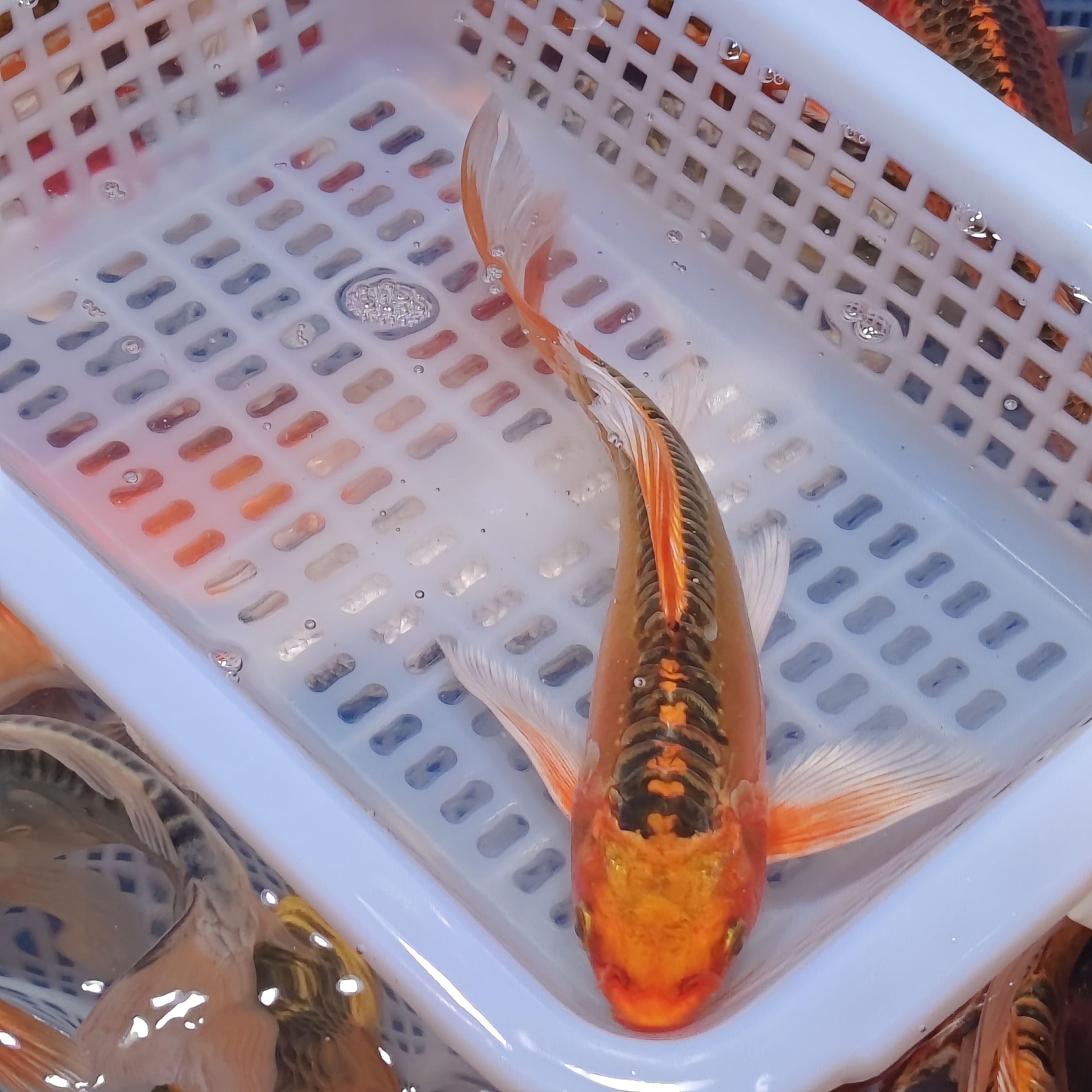 超大尺寸 6条 【血统锦鲤混搭】 水族活体冷水观赏鱼