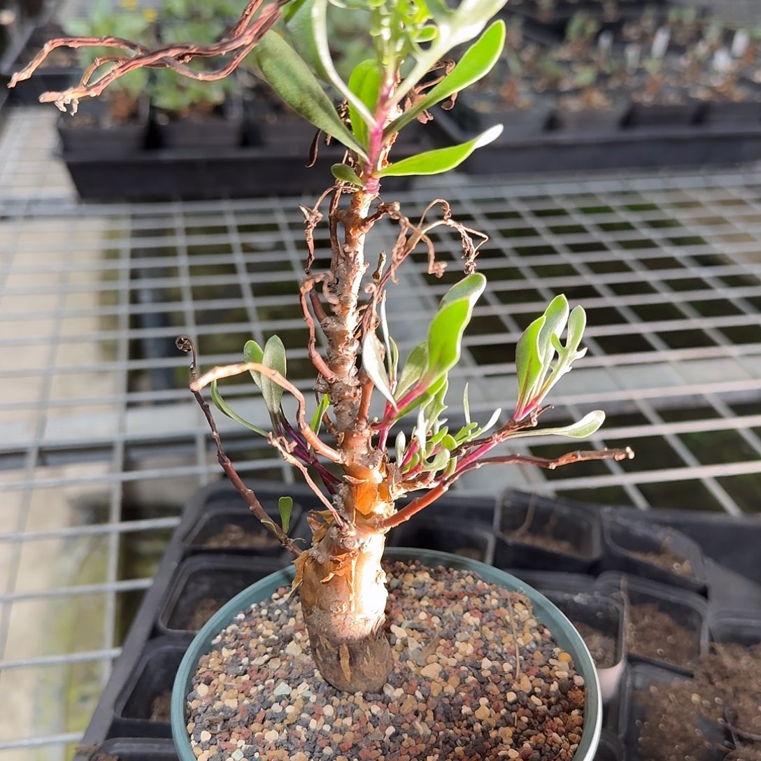 下播福利一个厚敦菊